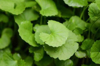 Gotu Kola veya Centella asiatica genellikle geleneksel Çincede kullanılır ve Ayurvedik Tıp whicho iltihabı ve damarlar kan basıncı azaltmak ve de cilt kollajen üretiminde artış.