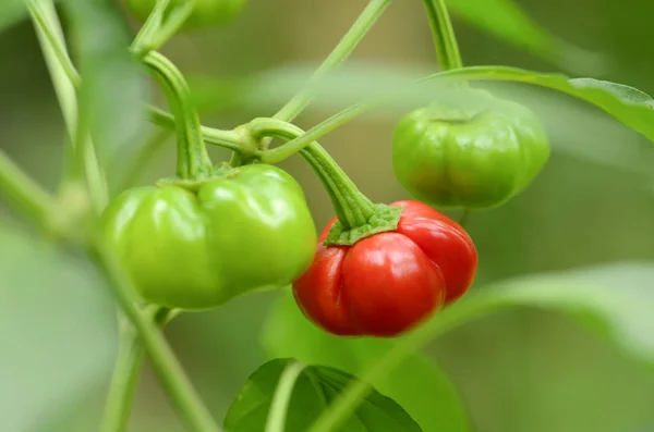 Organic Red Green Pumpkin Pepper Natural Green Background — Stock Photo, Image