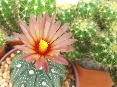 Astrophytum asterias özel pembe çiçek.
