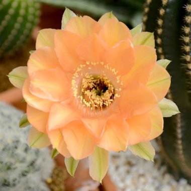 Echinopsis melez turuncu arası Paramount ile.