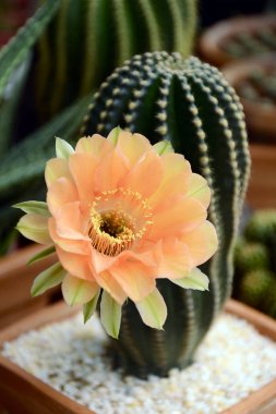 Echinopsis melez turuncu arası Paramount ile.