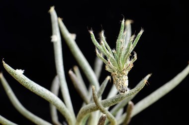 Astrophytum caput medusae veya Digitostigma caput medusae dalı üzerinde küçük bud ile.