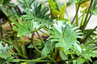 Monstera deliciosa içinde belgili tanımlık bahçe Saksı bitkiler büyüyen.