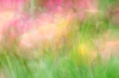 Pembe çiçek alan arka plan bulanık. Bulanık doğa arka plan.