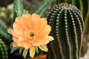 Echinopsis melez turuncu arası Paramount ile.