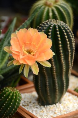 Echinopsis melez turuncu arası Paramount ile.