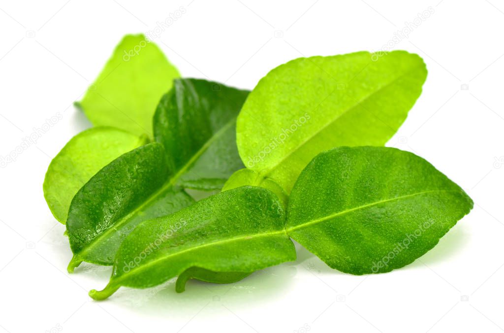 Organic Kaffir Lime Leaves. Kaffir Lime Leaves is the most popular herbs in Asian food.