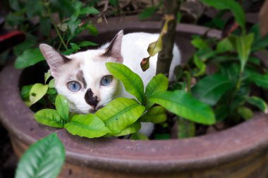 Yerli kedi yavrusu seek oynamak ve bahçede gizle.