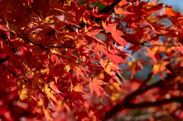 Maple Tree Garden in Autumn. Red Maple leaves in Autumn.