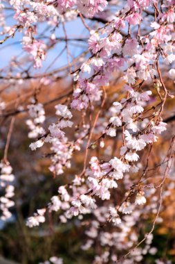 Autumnalis Makino veya Autumunalis Makino ya da kış-çiçekli kiraz çiçeği üzerinde Aralık 2018 Kenrokuen Park Kanasawa, Japonya.