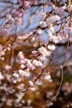 Autumnalis Makino veya Autumunalis Makino ya da kış-çiçekli kiraz çiçeği üzerinde Aralık 2018 Kenrokuen Park Kanasawa, Japonya.