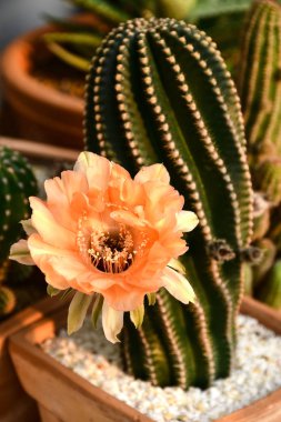 Echinopsis melez turuncu Paramount ile sabah erken ışık.