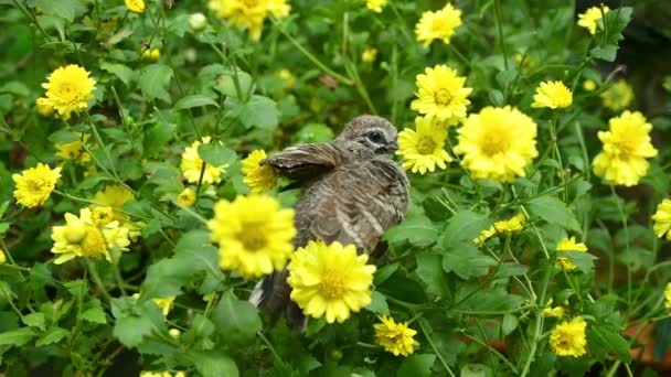 Happy Geopelia Striata Playing Chrysanthemum Bush — Stock Video