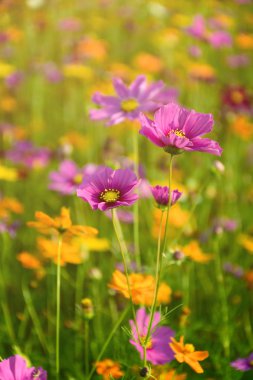 Meksika Aster veya evren bipinnatus yi sıcak güneş ışık.