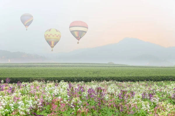 Globo Aire Caliente Sobre Valle Plantación Campo Flores Araña Cubierto —  Fotos de Stock