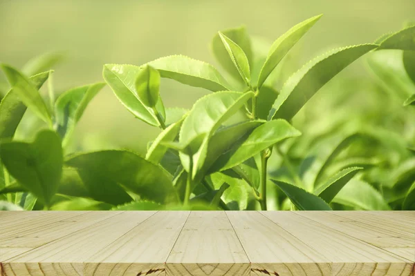 Leerer Holztisch mit Bio-grünem Tee im Plantagenfeld — Stockfoto