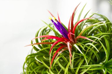 Kapalı açık renkli ile tillandsia.