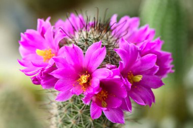 Pink flower of Mammilaria spp. on cactus garden background. clipart