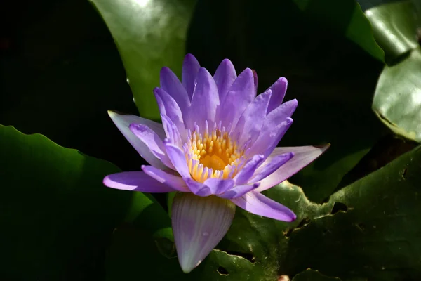 Nymphaea lotus on dark background. — Stock Photo, Image
