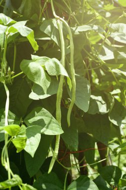 Organik bahçe uzun Fasulye tarım alanında.