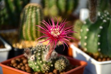 Lobivia spp. kırmızı shinshowa çiçek tarzı ile.