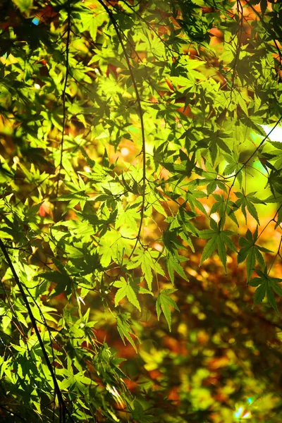 Jeszcze zielone liście klonu japońskiego z porannym światłem na początku — Zdjęcie stockowe