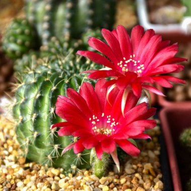 Lobivia spp kırmızı çiçekler.