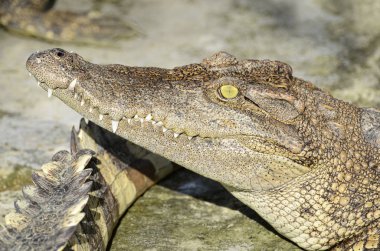 Siyam timsahı (Crocodylus siamensis tatlısu timsahı).