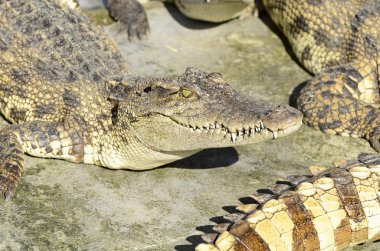 Siyam timsahı (Crocodylus siamensis tatlısu timsahı).