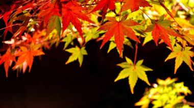 Siyah arka planda sonbahar Japon akçaağaç yaprakları.