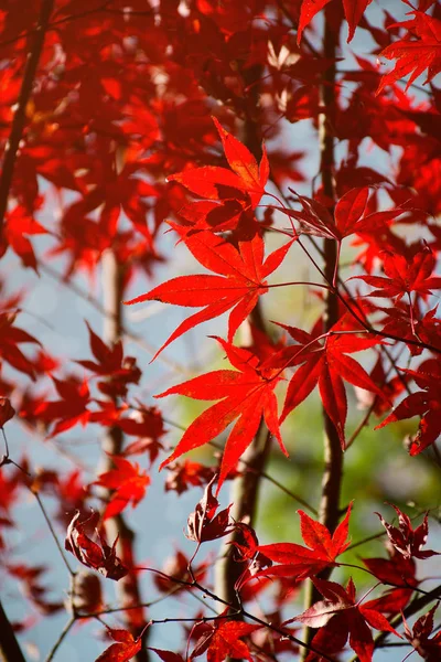 Kırmızı sonbahar Japon akçaağaç yaprakları.