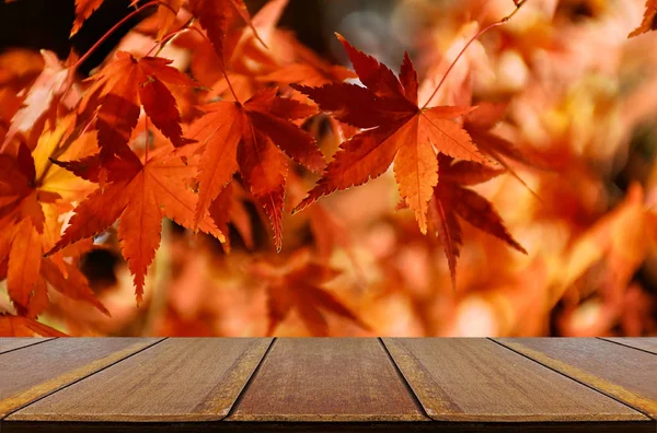 Перспектива деревини лічильник з осені японський Кленовий backgro дерево — стокове фото
