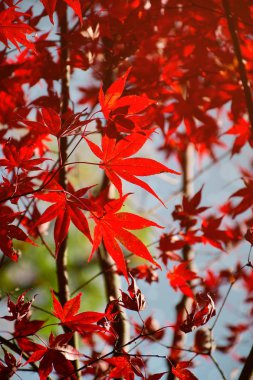 Kırmızı sonbahar Japon akçaağaç yaprakları.