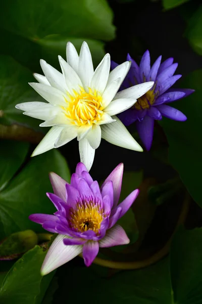 Colorful Nymphaea lotus on dark background. — Stock Photo, Image