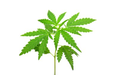 Beyaz arka planda genç kenevir bitkisi. Kenevir, marihuana, esrar veya gandia gibi diğer isimlerde de esrar bulunur..