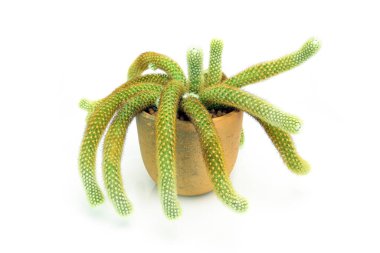 Kloistocactus spp. Beyaz arka planda kaktüs. Silindirik şekilli kaktüs, beyaz arkaplanda toprak tenceresi..