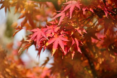 Sonbaharda Akçaağaç Ağacı Bahçesi. Sonbaharda tamamen kırmızı Akçaağaç yaprakları. Sıcak sonbahar güneş ışığı ile Sonbahar arka plan.