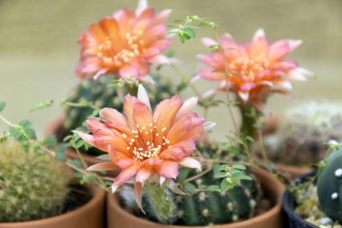 Lobivia spp. Bulanık arkaplanda portakal çiçekleri vardı. Küçük bir kap kaktüs reçeli ve güzel çiçekler..
