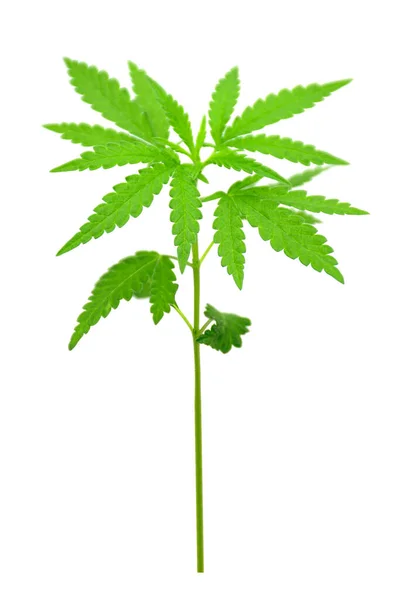 大麻のパンツは マリファナ ポット ガンディアなどの他の名前でも見られます 白い背景に若い大麻植物 — ストック写真