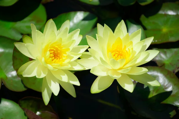 Yellow Water Lily Natural Habitat Background — Stock Photo, Image