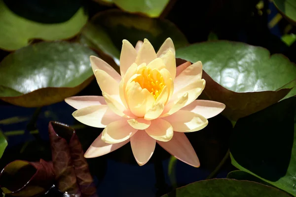 Beautiful Flower Pink Yellow Color Water Lily Natural Habitat Background — Stock Photo, Image