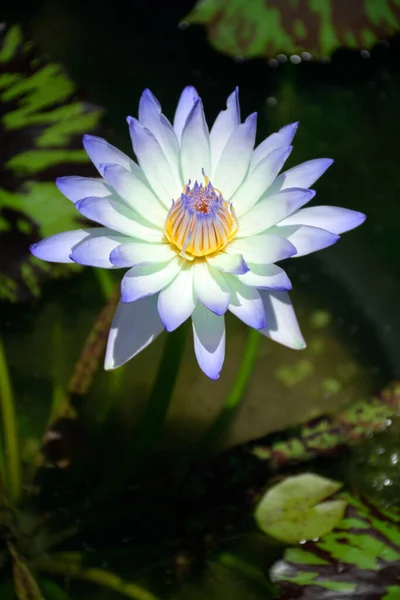 Water Lily Flower Blue Pastel Tone Natural Habitat Background — Stock Photo, Image