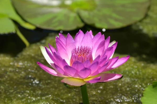 Water Lily Flower Purple Pastel Tone Natural Habitat Background — Stock Photo, Image