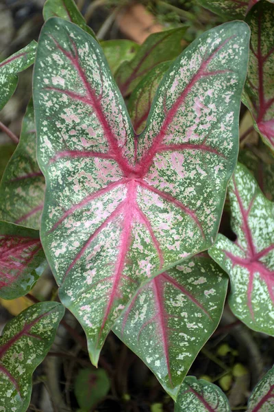 Beautiful Leaves Caladiun Spp Natural Background Caladium Genus Flowering Plants — Stock Photo, Image