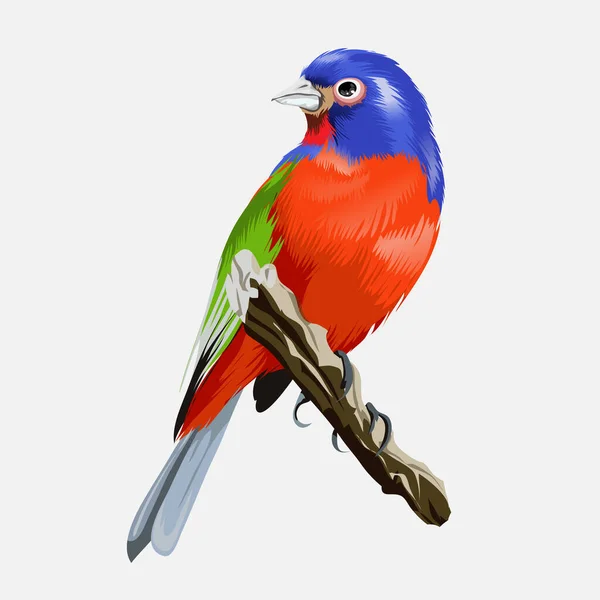 Güzel Kırmızı Göğüslü Tropikal Parlak Bir Kuş Dalda Oturan Tatlı — Stok Vektör