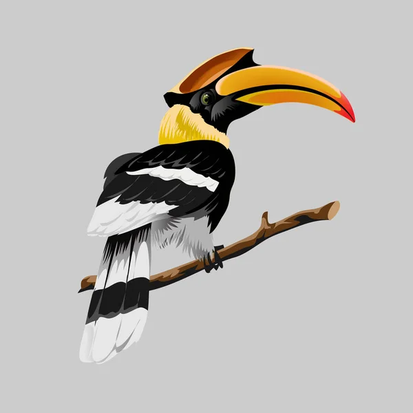 Hornbill Brillante Pájaro Tropical Con Increíble Pico Amarillo Hornbill Sentado — Vector de stock