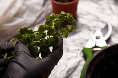 Kalanchoe 'nun çiçek filizini tutan ve evrensel toprakla birlikte saksıya ekmeye hazır bir kadın. Kapalı alan çiçek konsepti, yakın çekim.