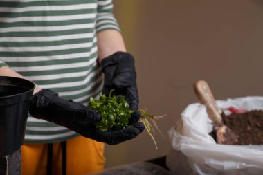 Eldivenli kadın bahçıvan elleri Kalanchoe bitkisini tutuyor. İçeriye çiçek ekme kavramı. 