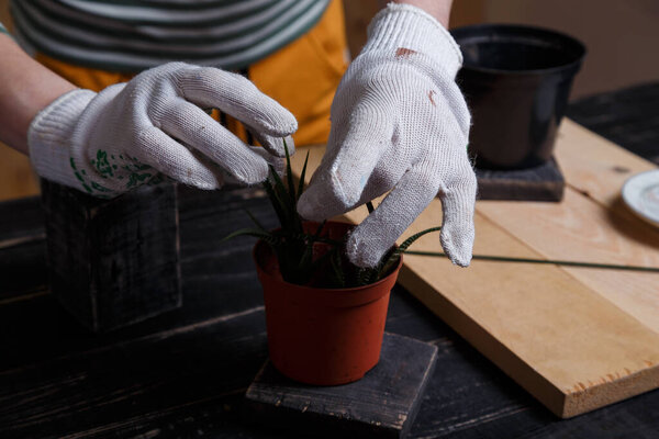 Female hands in white gardener gloves taking a cactus seedling out of flower pot. Planting succulents concept.