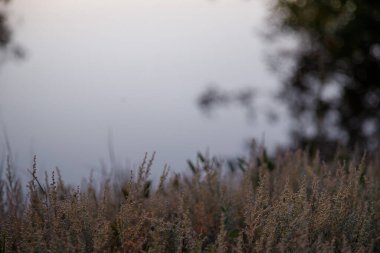 Yumuşak pembe günbatımı manzarası göl üzerinde